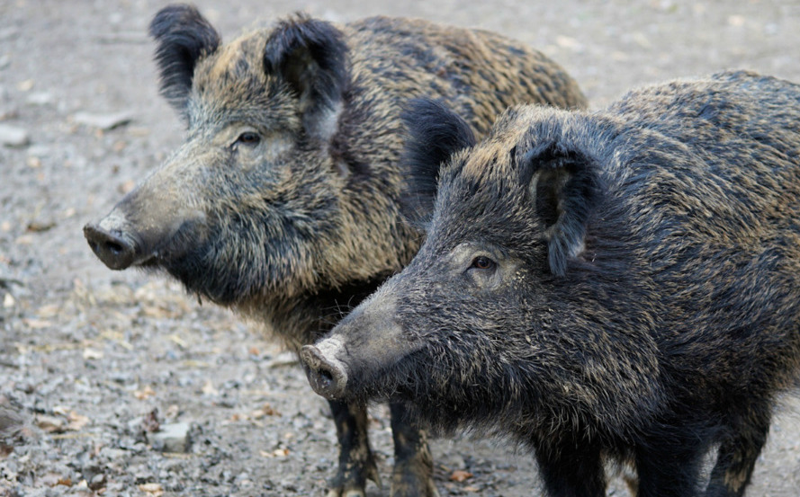 Bulgaria declara su primer foco de peste porcina africana